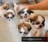 Adorable ShihTzu puppies for sale