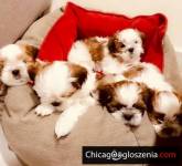 Adorable ShihTzu puppies for sale